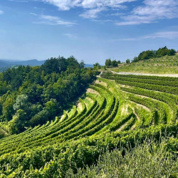 Wijngaard in Brda Slovenië