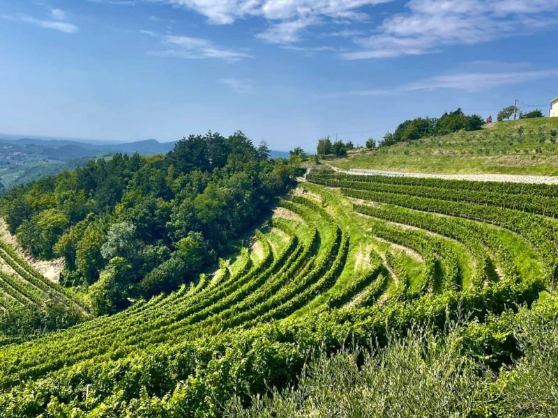 Wijngaard in Brda Slovenië