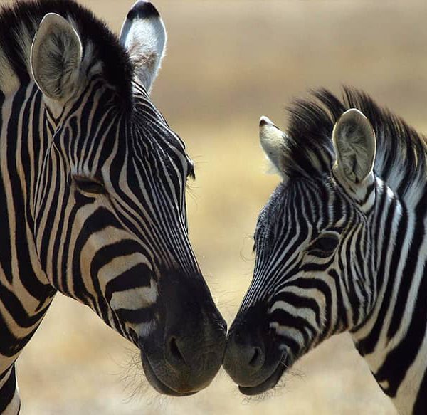 zebra in zoo ljubljana