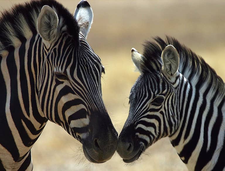 zebra in zoo ljubljana