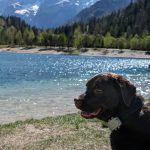 Hond in Slovenië