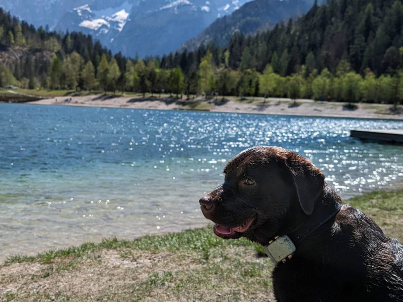 Hond in Slovenië